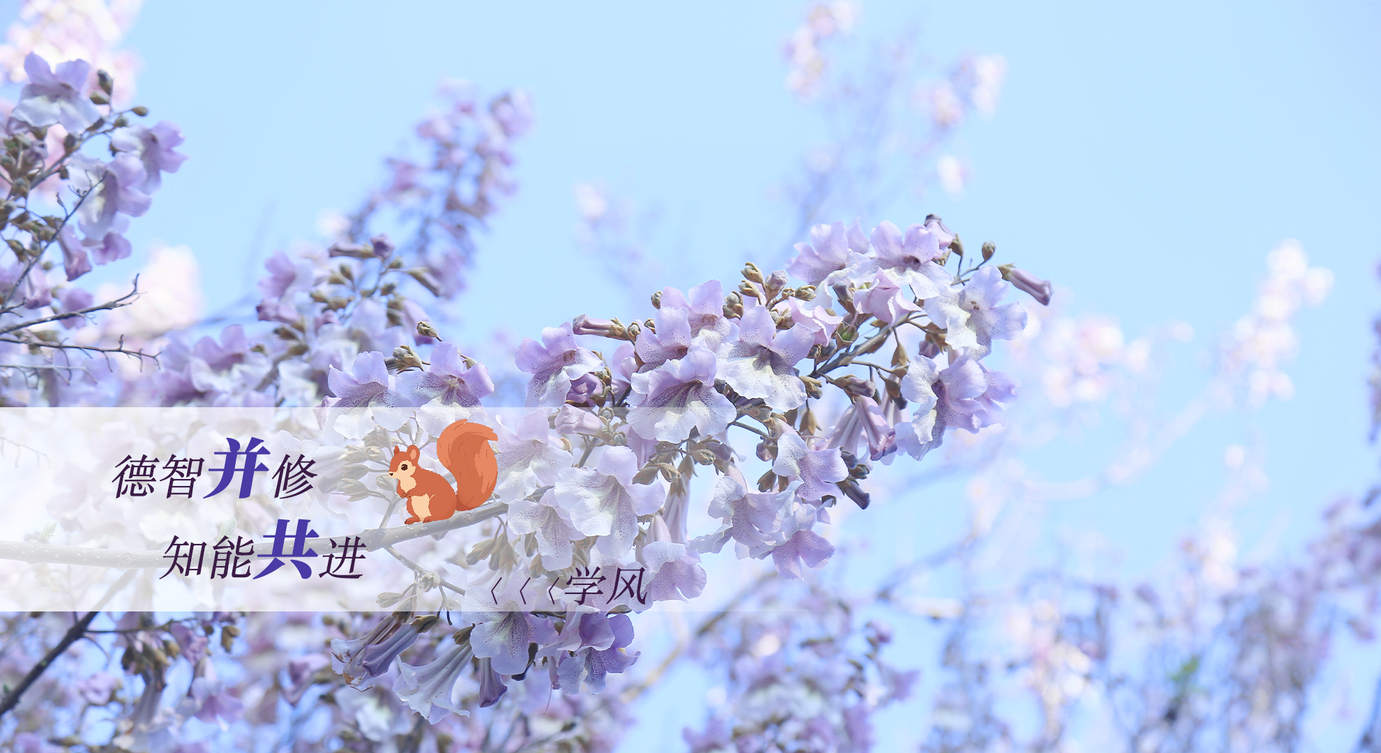 banner图